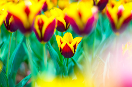 tulip flowerの写真素材