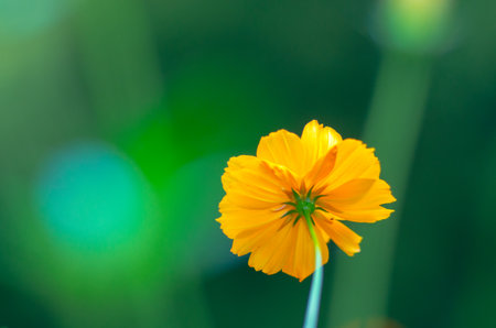 cosmos sulphureus flowerの写真素材