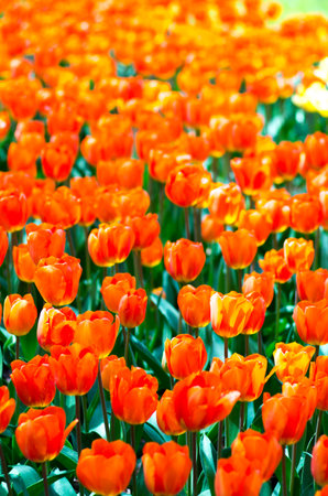 tulip flowerの写真素材