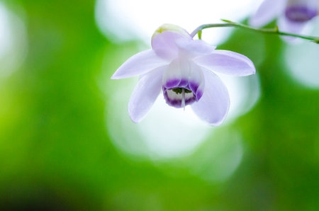 Anemonopsis macrophylla at tokyo Mt.mitake,tourism of japanの写真素材