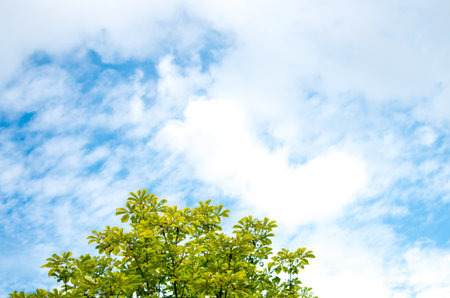 blue sky treeの写真素材