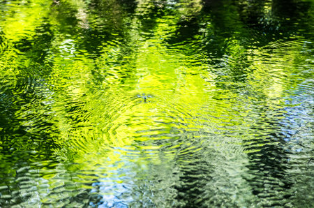 Water strider at green water surfaceの写真素材