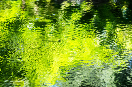 Water strider at green water surfaceの写真素材