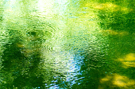 Water strider at green water surfaceの写真素材
