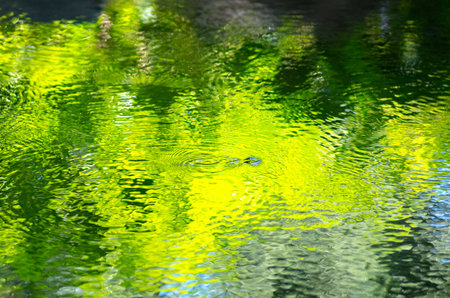 Water strider at green water surfaceの写真素材