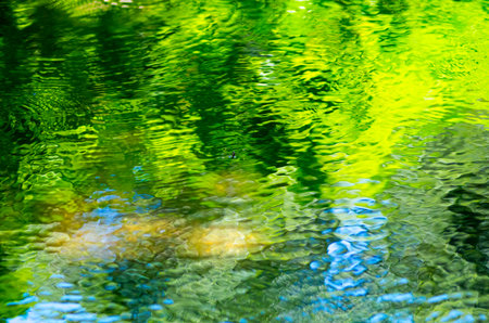 Water strider at green water surfaceの写真素材