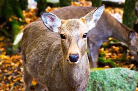 deer at nara park,tourism of japanの写真素材