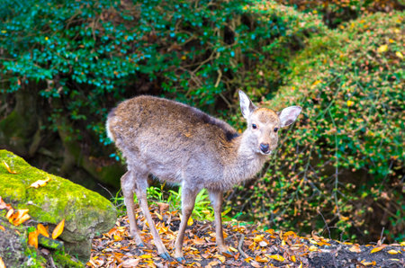 deer at nara park,tourism of japanの写真素材