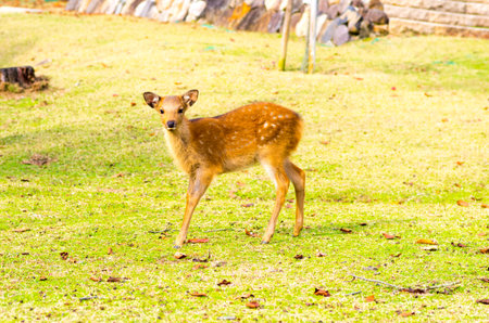 deer at nara park,tourism of japanの写真素材