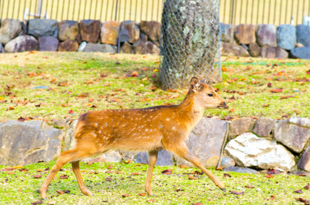deer at nara park,tourism of japanの写真素材