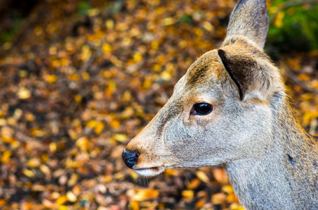deer at nara park,tourism of japanの写真素材