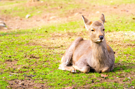 deer at nara park,tourism of japanの写真素材