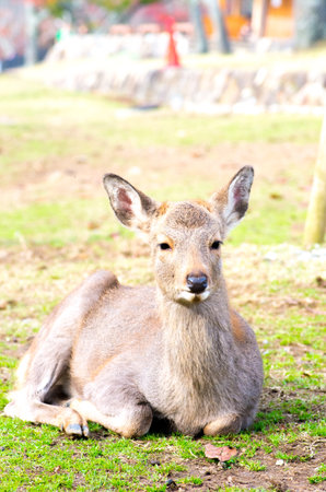 deer at nara park,tourism of japanの写真素材