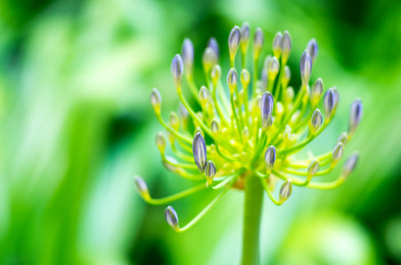 African lily Agapanthus flowerの写真素材