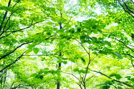 forestの写真素材