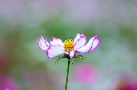 Cosmos flowerの写真素材