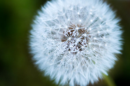 Dandelion-fluffの写真素材