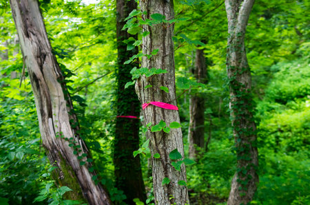 forestの写真素材