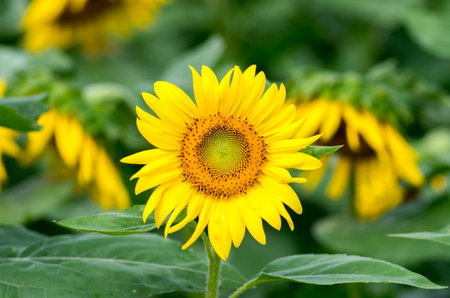 sunflowerの写真素材