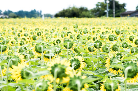 sunflowerの写真素材