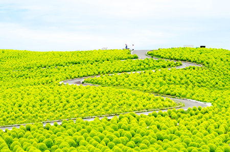 Bassia kochia at Hitachi Kaihin Park,ibaragi,tourism of japanの写真素材