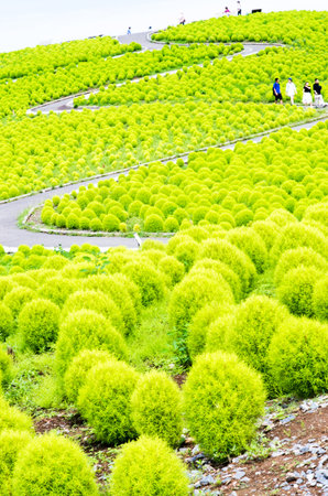 Bassia kochia at Hitachi Kaihin Park,ibaragi,tourism of japanの写真素材