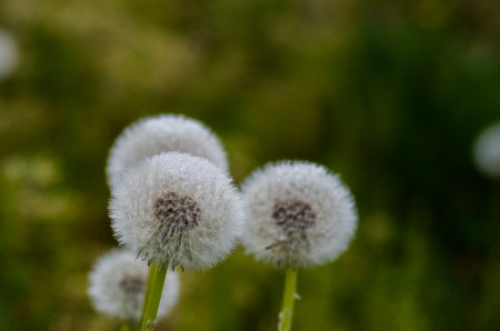 Dandelion-fluffの写真素材