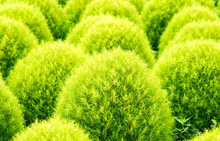 Bassia kochia at Hitachi Kaihin Park,ibaragi,tourism of japanの写真素材