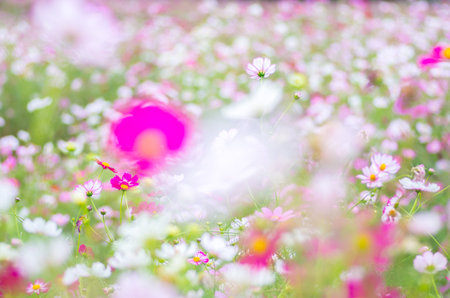 Cosmos flowerの写真素材