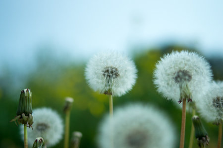 Dandelion-fluffの写真素材