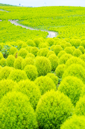 Bassia kochia at Hitachi Kaihin Park,ibaragi,tourism of japanの写真素材