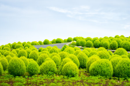 Bassia kochia at Hitachi Kaihin Park,ibaragi,tourism of japanの写真素材