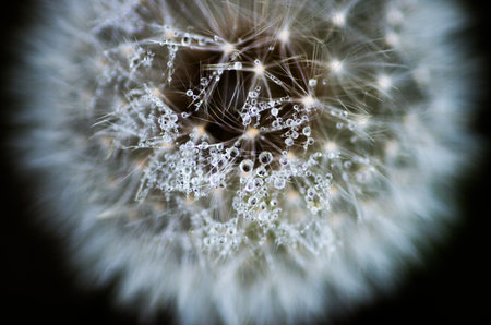 Dandelion-fluffの写真素材