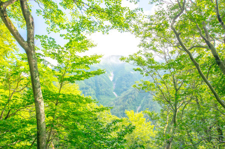 forestの写真素材