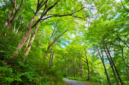 forestの写真素材