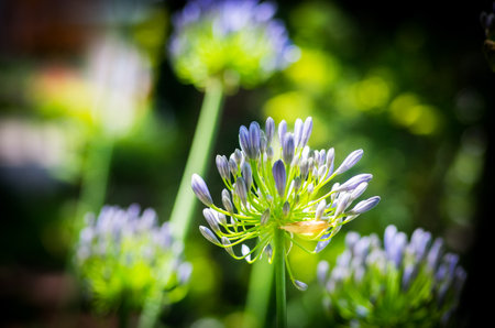 African lily Agapanthus flowerの写真素材