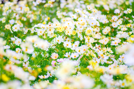 Cosmos flowerの写真素材