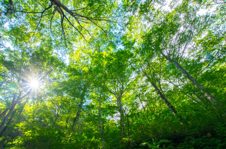 forestの写真素材