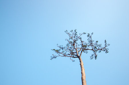Rikuzentakata solitary pine tree,iwate,tourism of japanの写真素材