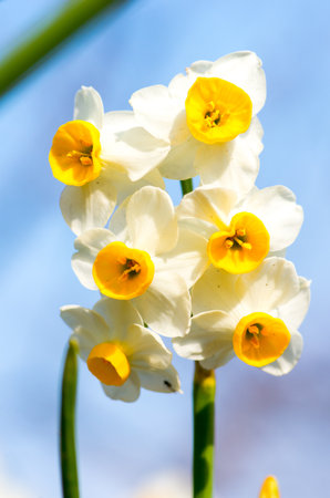 narcissus flower