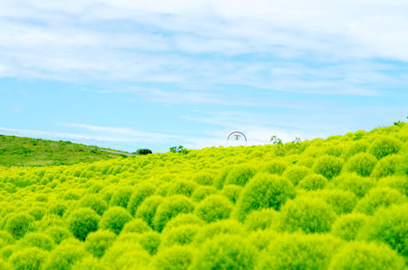 Bassia kochia at Hitachi Kaihin Park,ibaragi,tourism of japanの写真素材