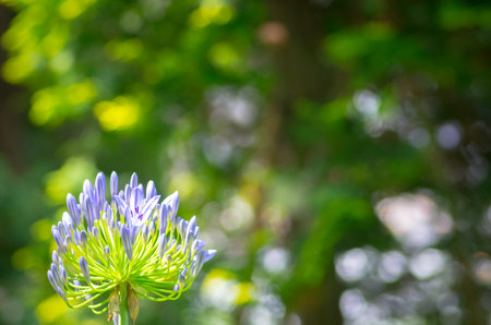 African lily Agapanthus flowerの写真素材