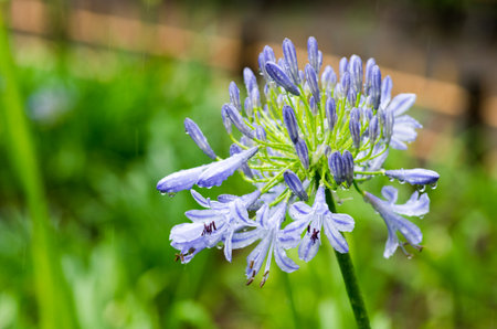 African lily Agapanthus flowerの写真素材