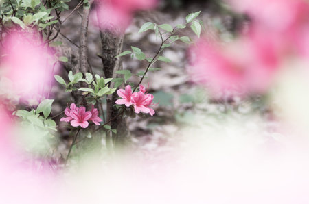 azalea at nezu shrine,tokyo,japanの写真素材
