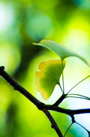 ginkgo leavesの写真素材