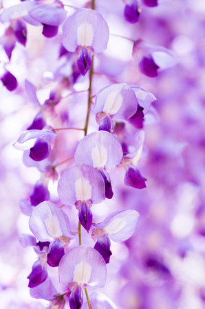 Wisteria at Kameido shrine,tokyo,japanの写真素材