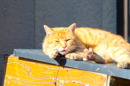 cat townの写真素材
