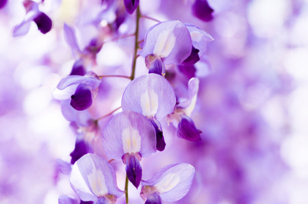 Wisteria at Kameido shrine,tokyo,japanの写真素材
