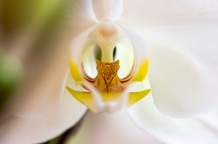 Phalaenopsis orchidの写真素材