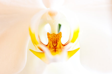 Phalaenopsis orchidの写真素材